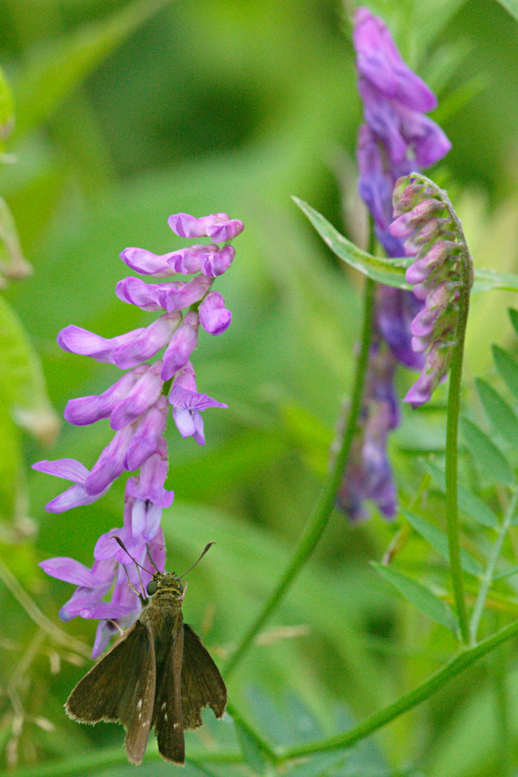 Cow Vetch