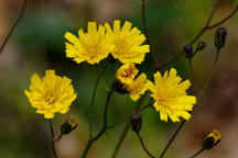 Rattlesnake Weed