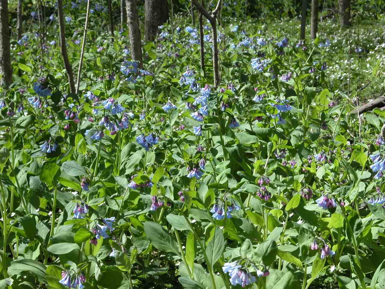 Virignia bluebells