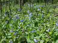 Virginia bluebells