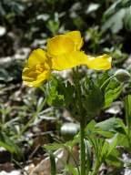 Celandine poppy