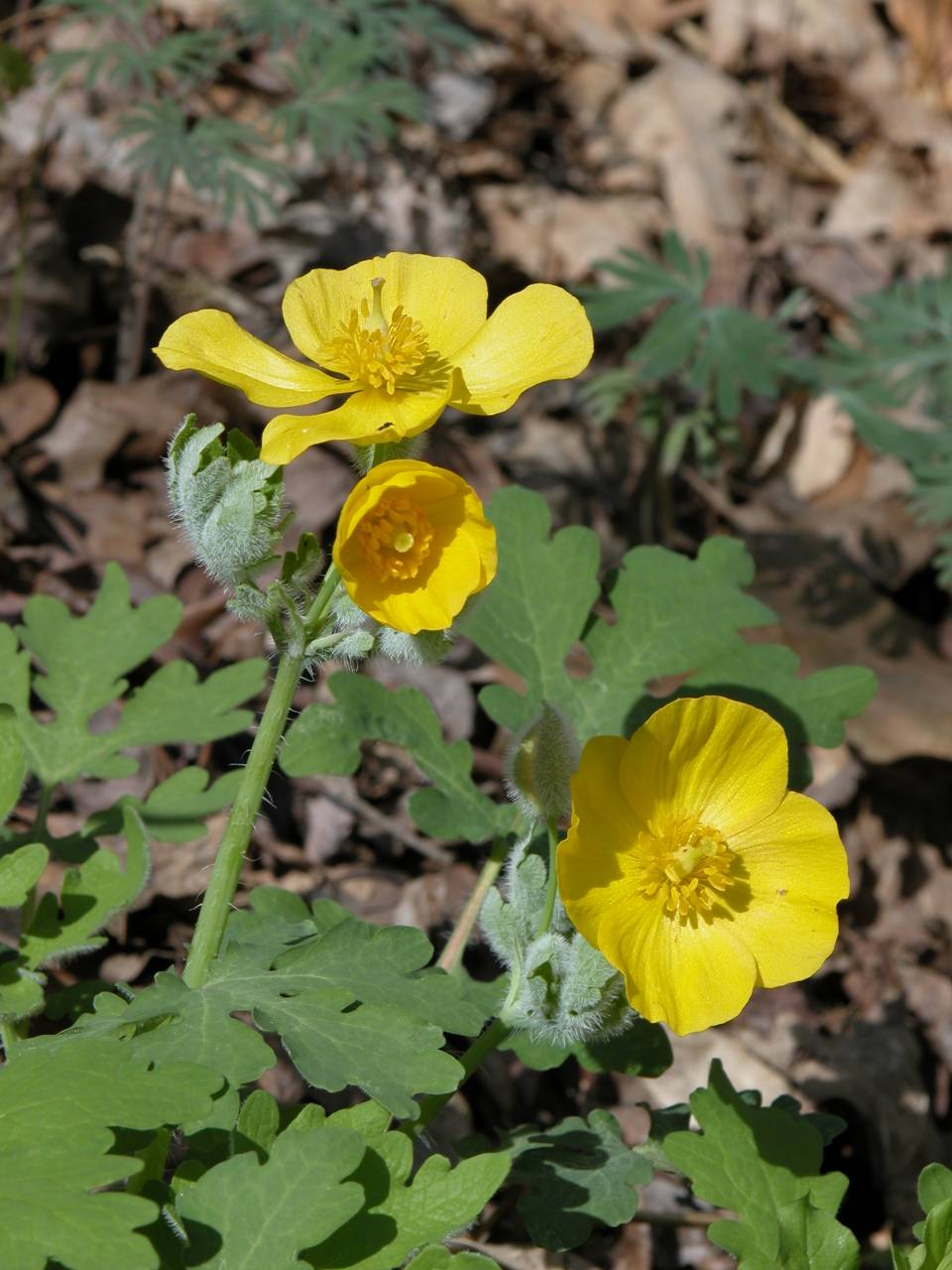 Celandine poppy