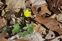 Hispid Buttercup