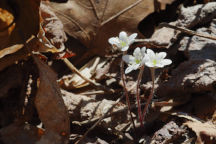 Round-Lobed Hepatica