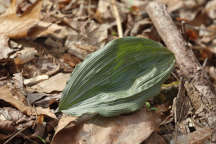 Puttyroot