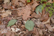 Puttyroot