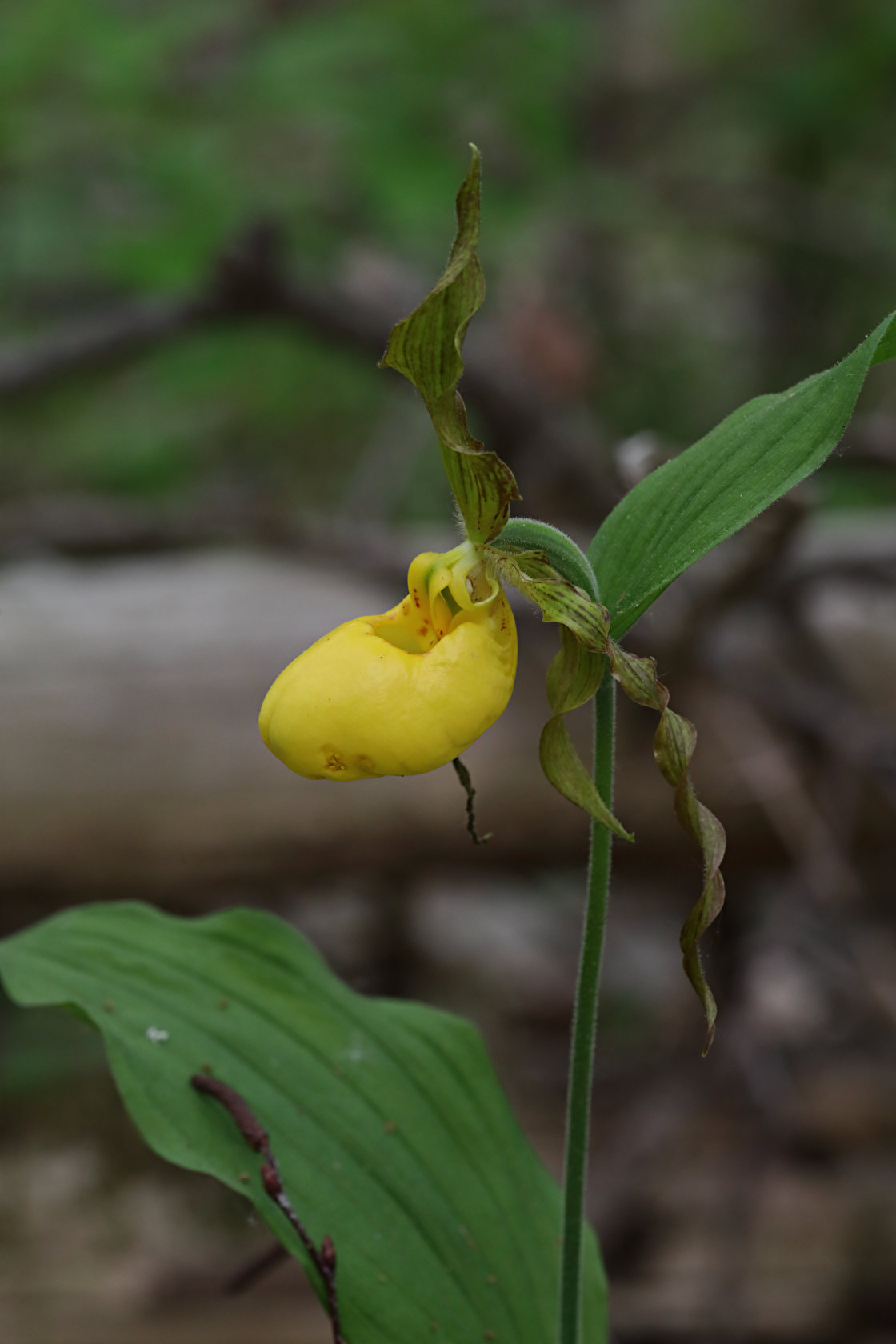 Large Yellow Lady's Slipper