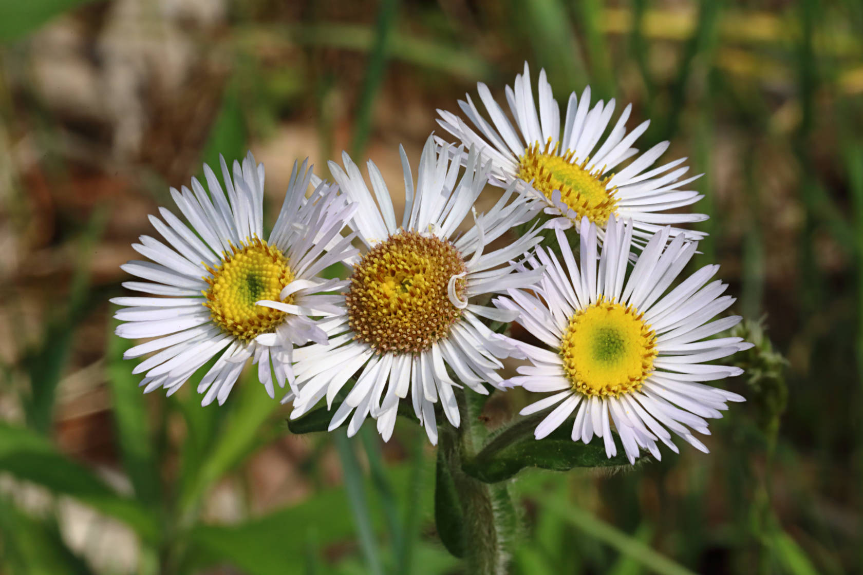 Robin's Plantain