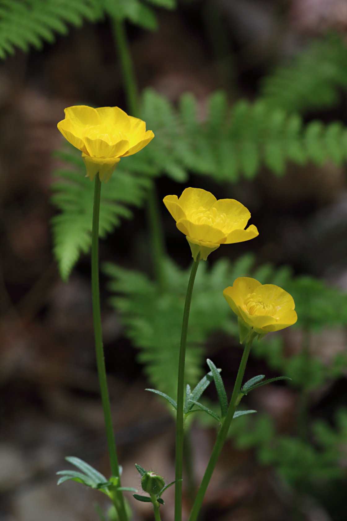 Bulbous Buttercup