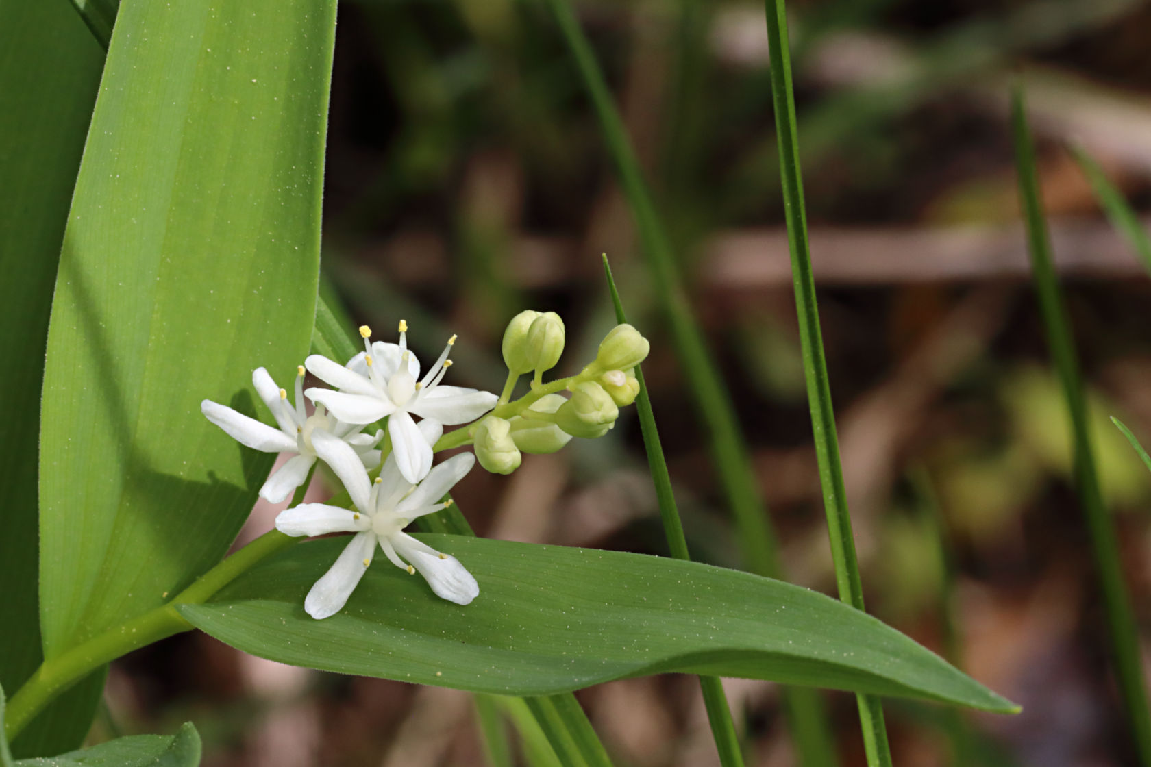 Starry False Solomon's-Seal