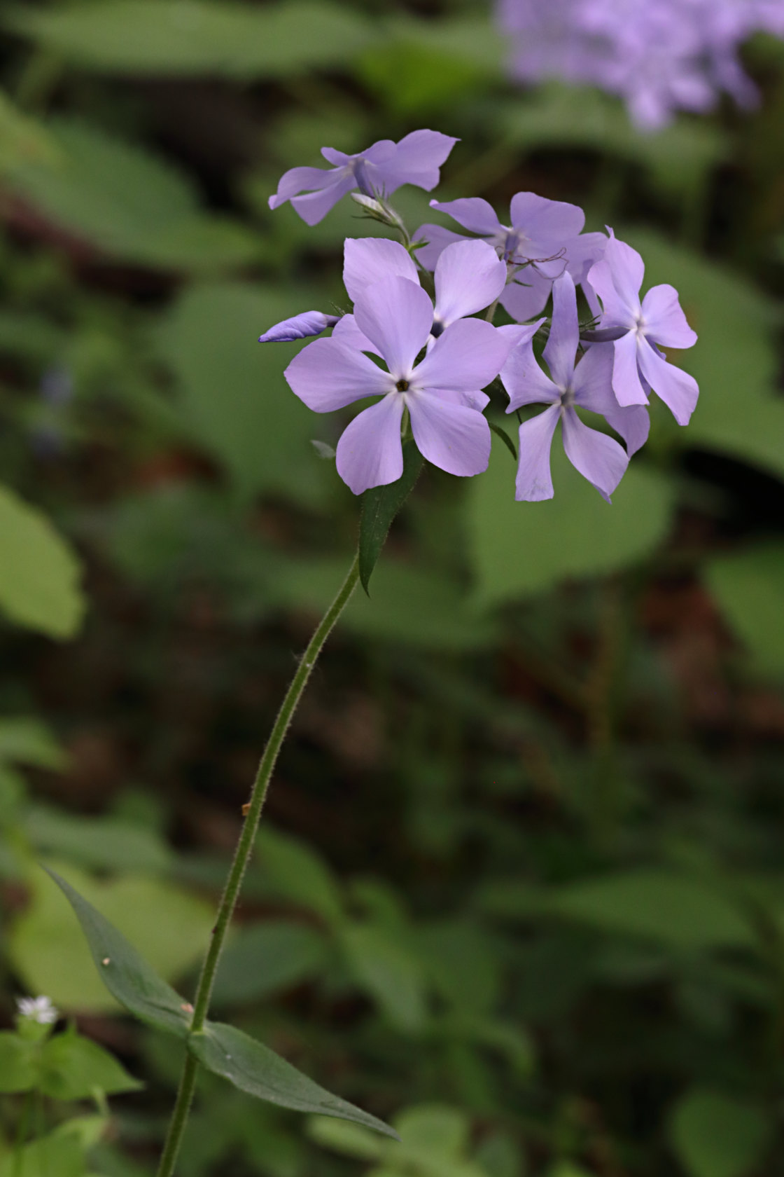 Forest Phlox