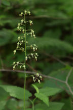 American Alumroot