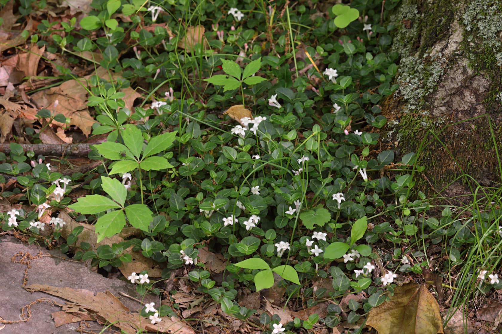 Partridge Berry