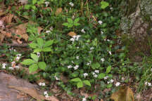 Partridge Berry