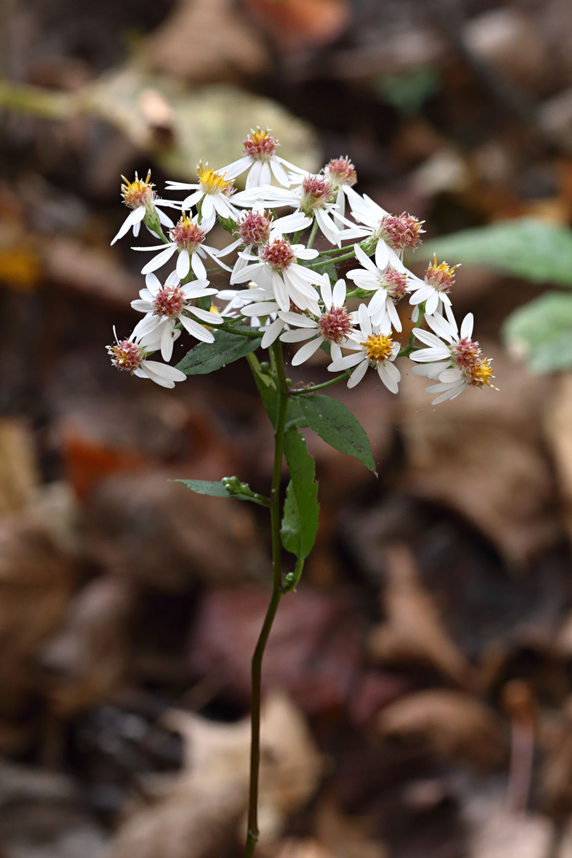 Common White Heart-Leaved Aster