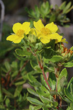 Shrubby Cinquefoil