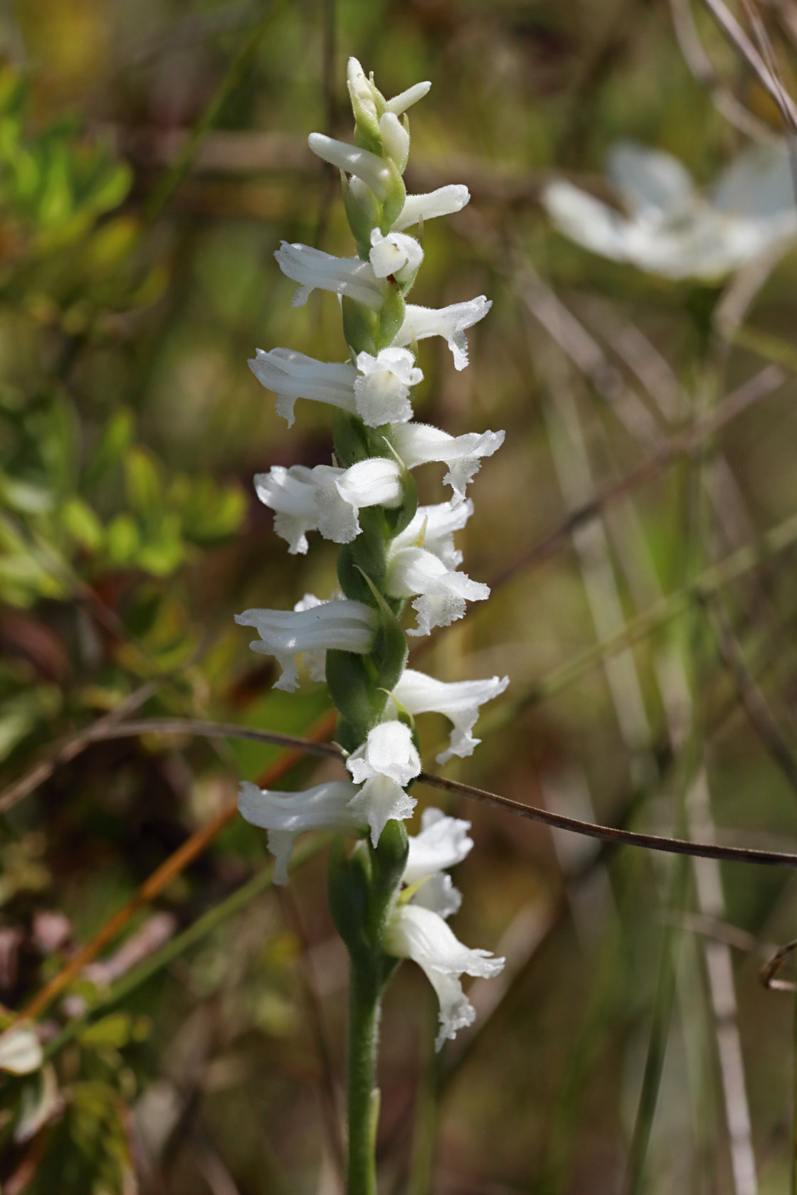 Nodding Ladies' Tresses