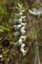 Nodding Ladies' Tresses