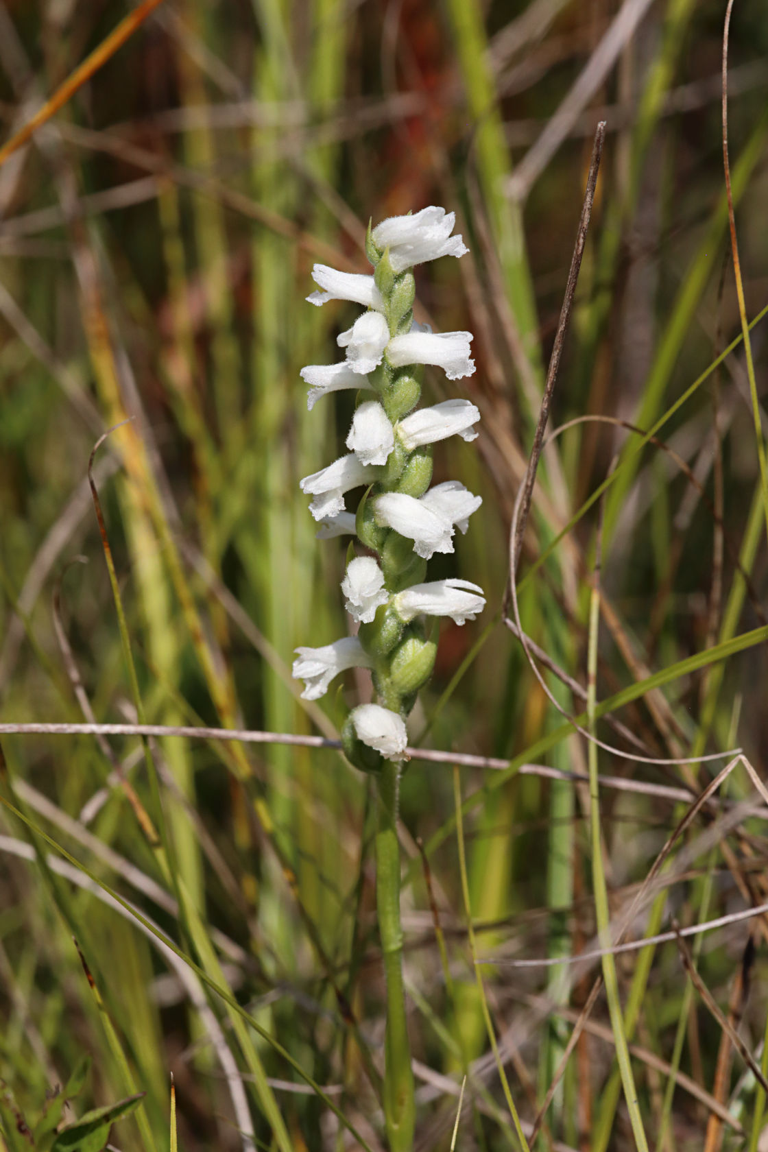 Nodding Ladies' Tresses