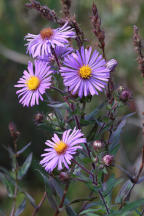 New England Aster