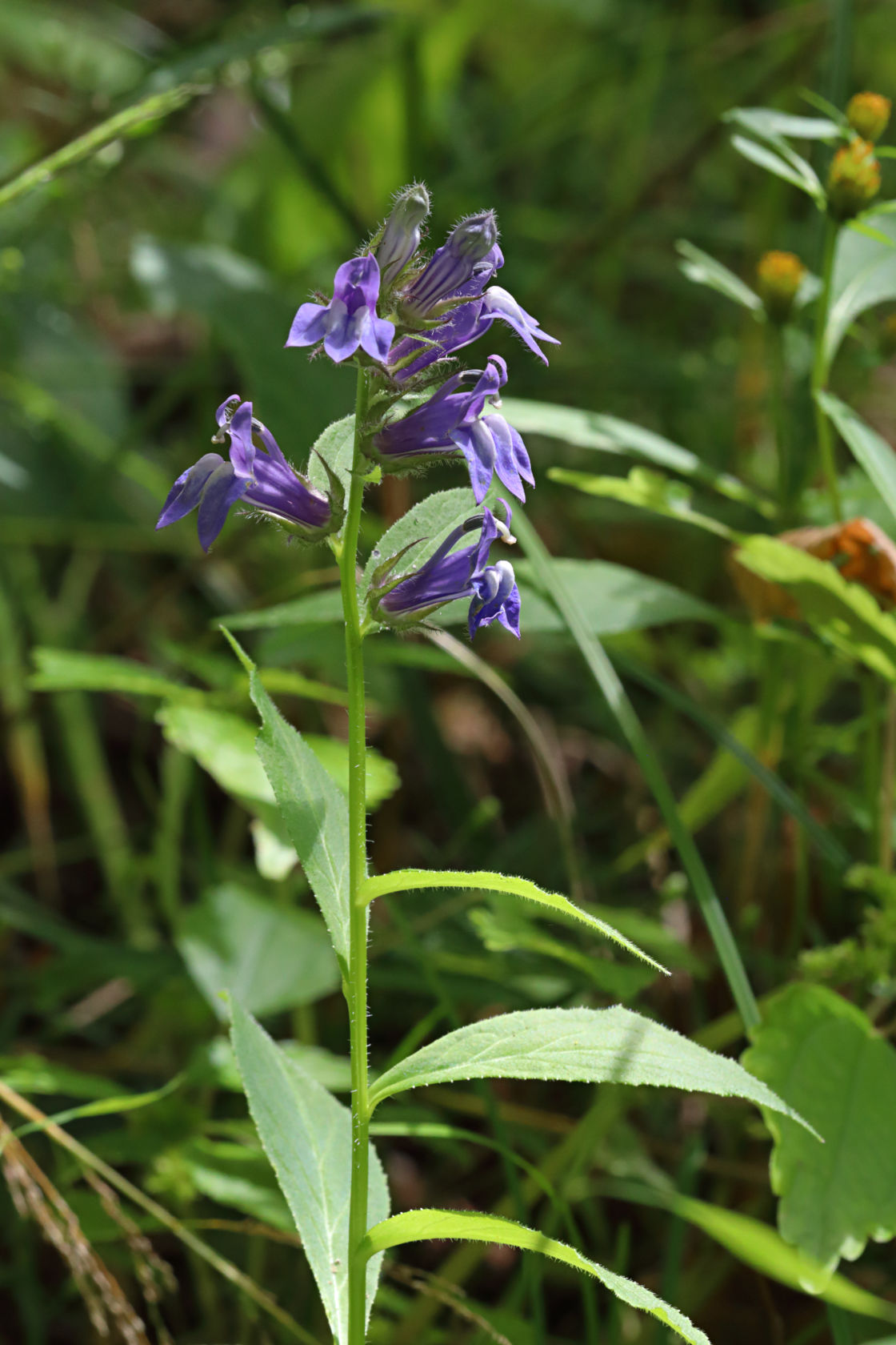 Great Blue Lobelia