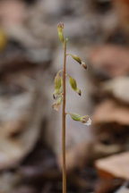 Pringle's Autumn Coralroot
