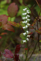Yellow Ladies' Tresses