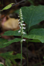 Northern Oval Ladies' Tresses