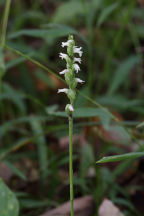 Northern Oval Ladies' Tresses