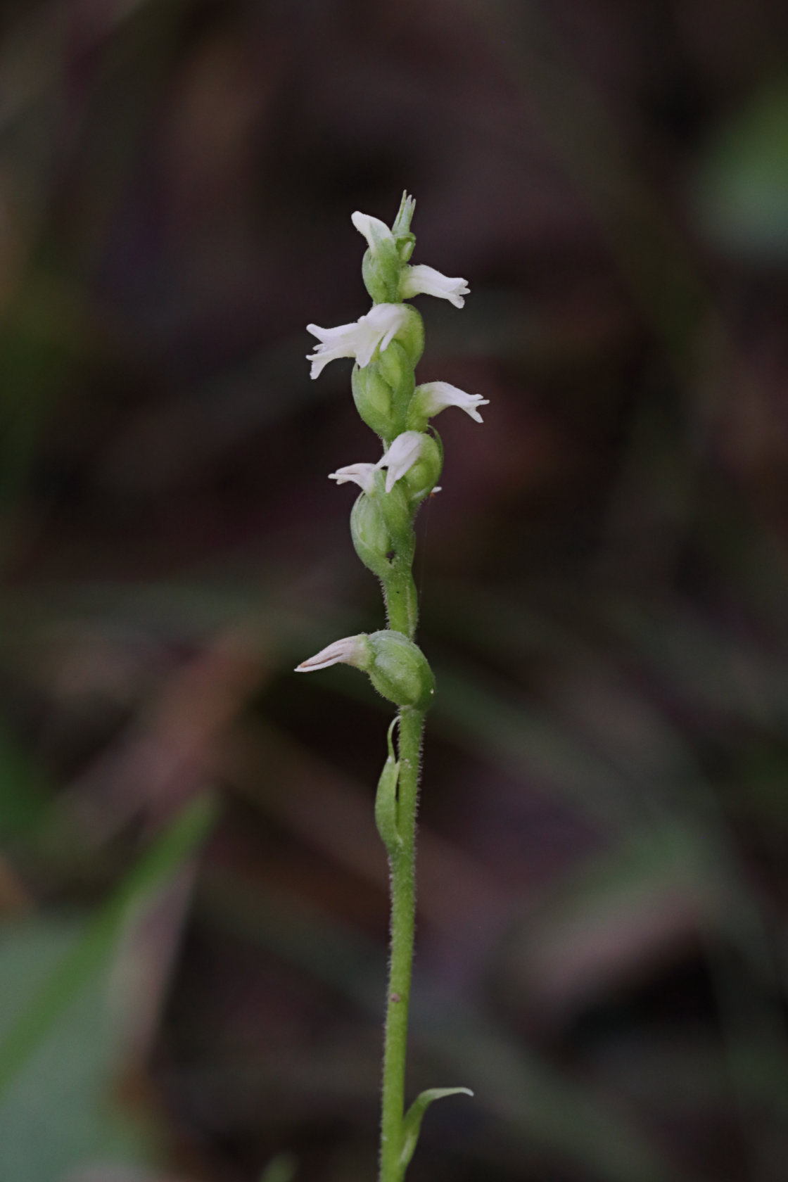 Northern Oval Ladies' Tresses