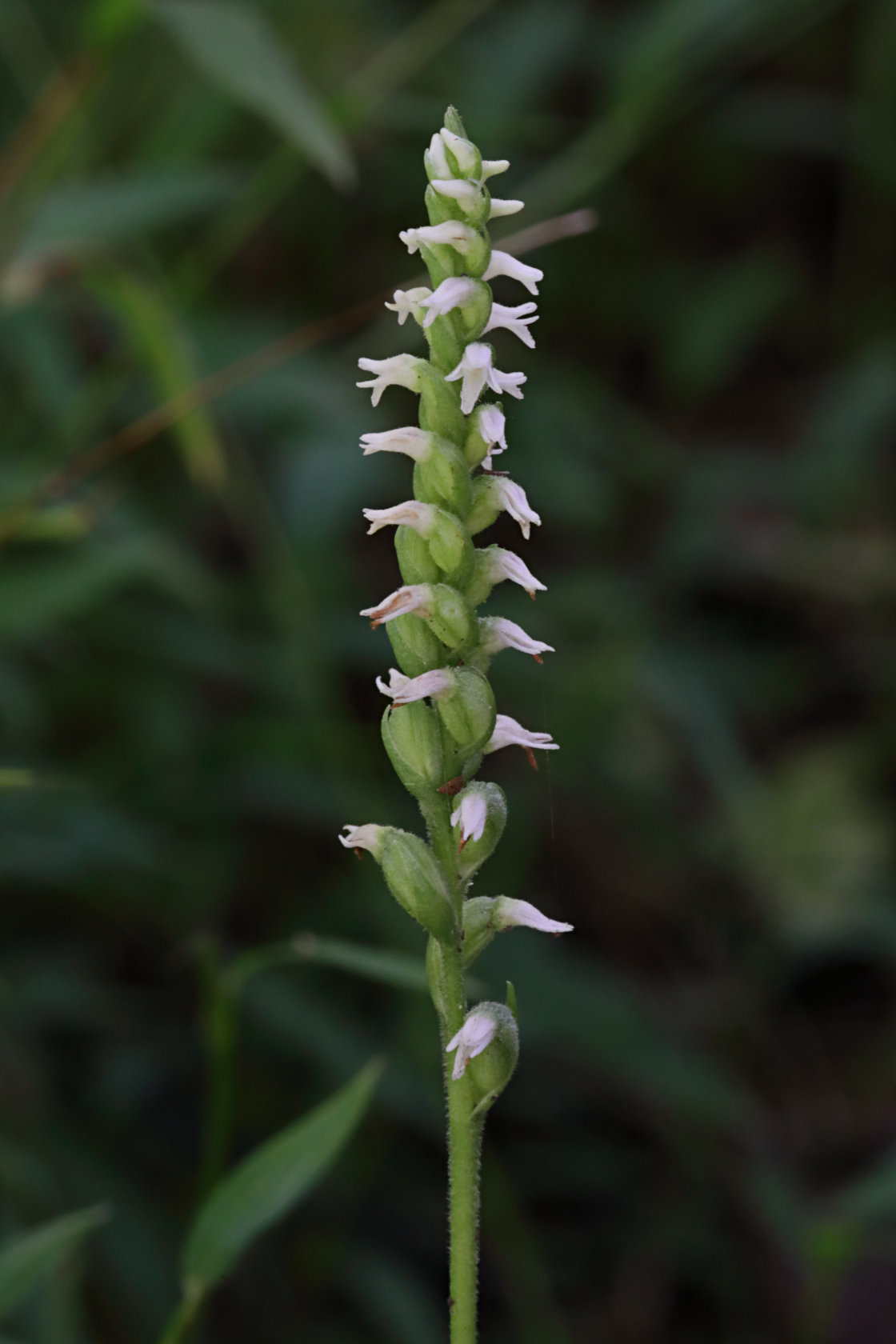 Northern Oval Ladies' Tresses