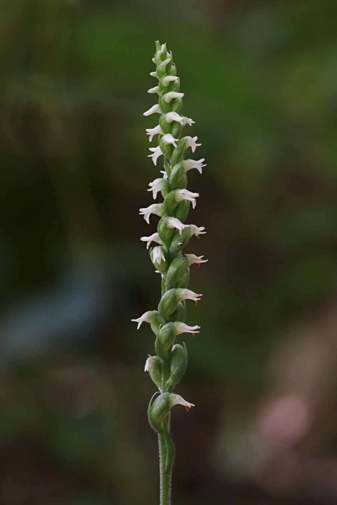 Northern Oval Ladies' Tresses