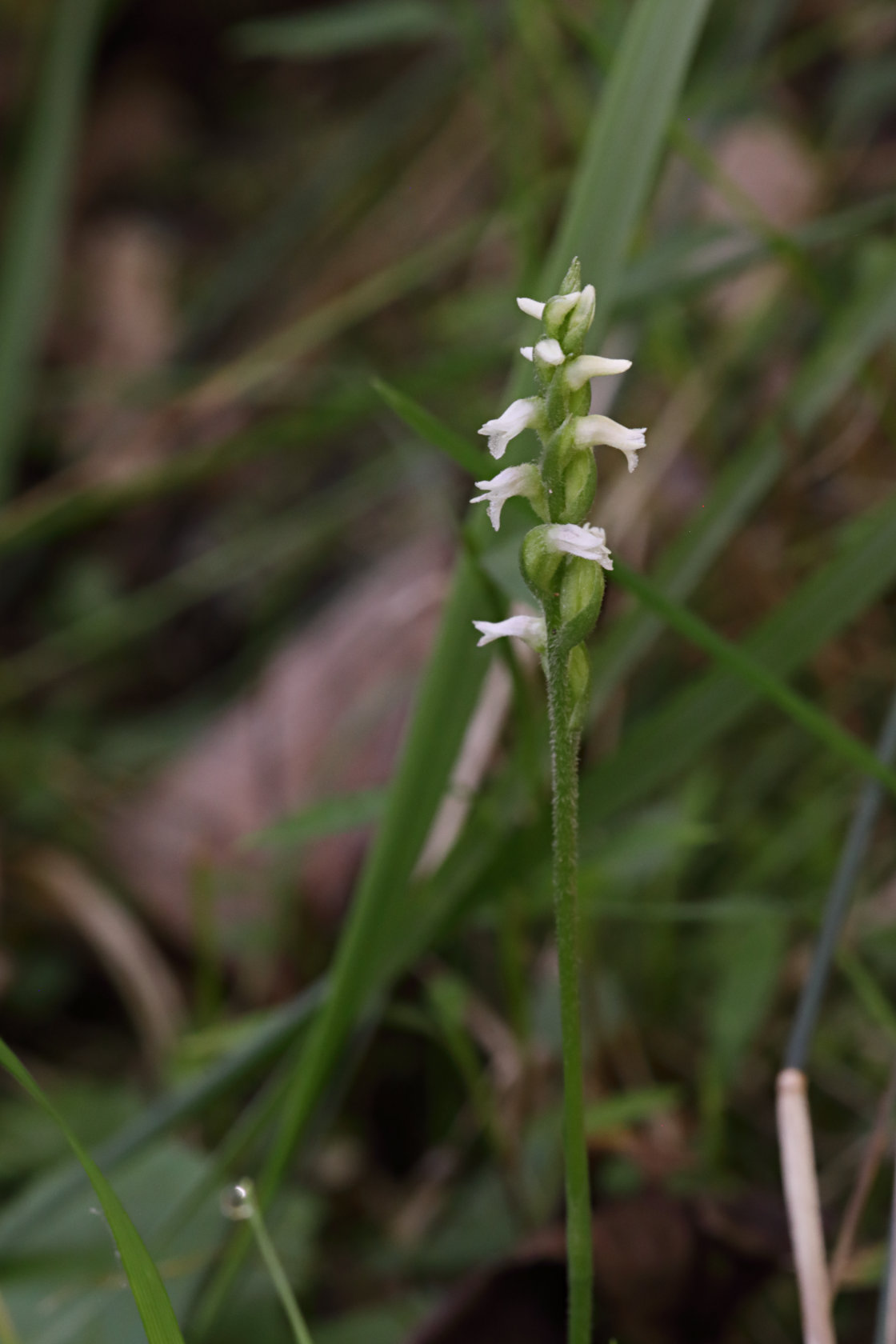 Northern Oval Ladies' Tresses