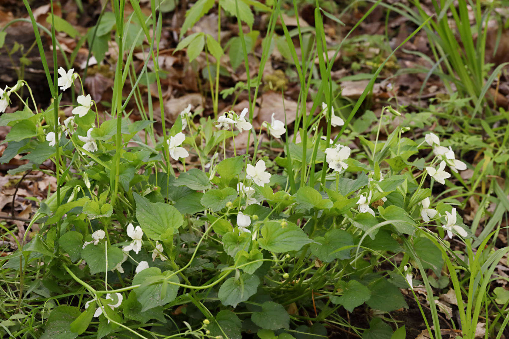 Striped White Violet