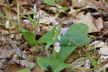 Showy Orchid