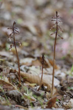 Wister's Coralroot