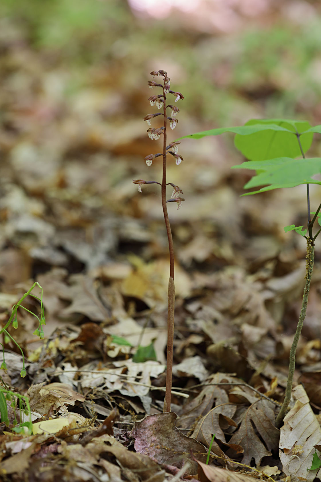 Wister's Coralroot