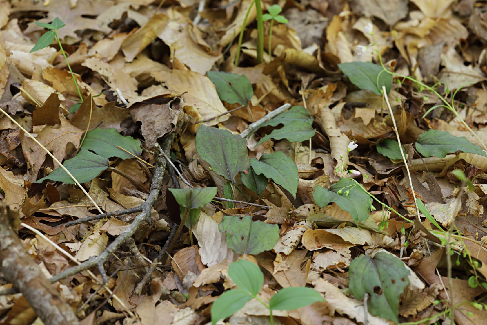 Cranefly Orchid