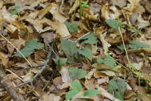 Cranefly Orchid