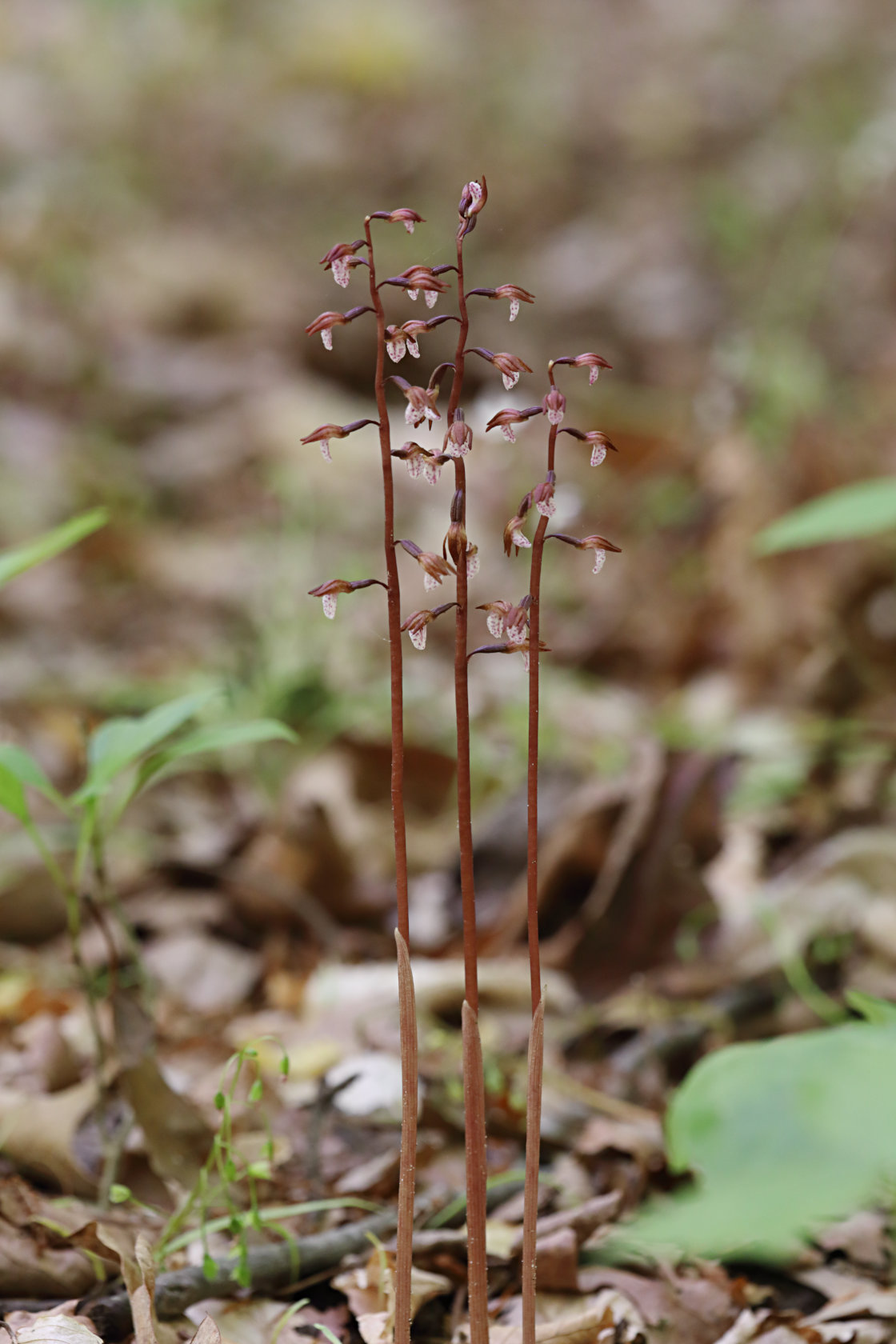 Wister's Coralroot