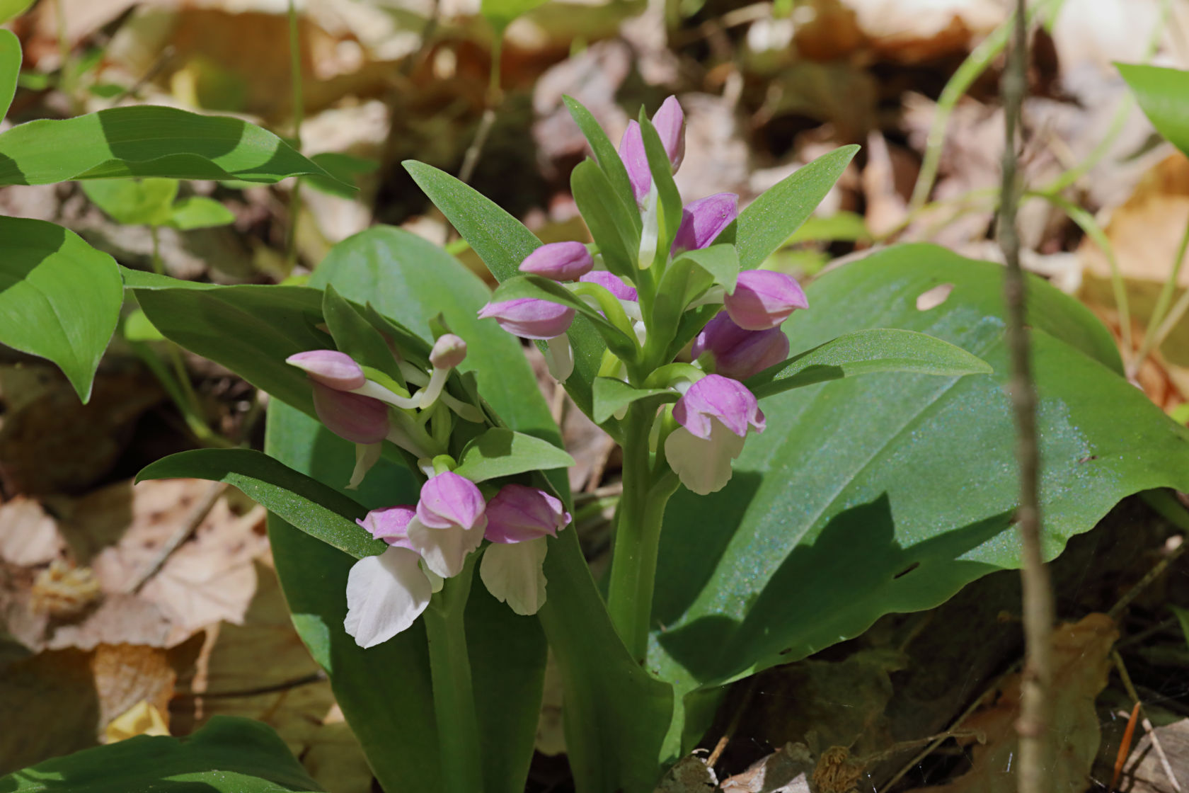 Showy Orchid