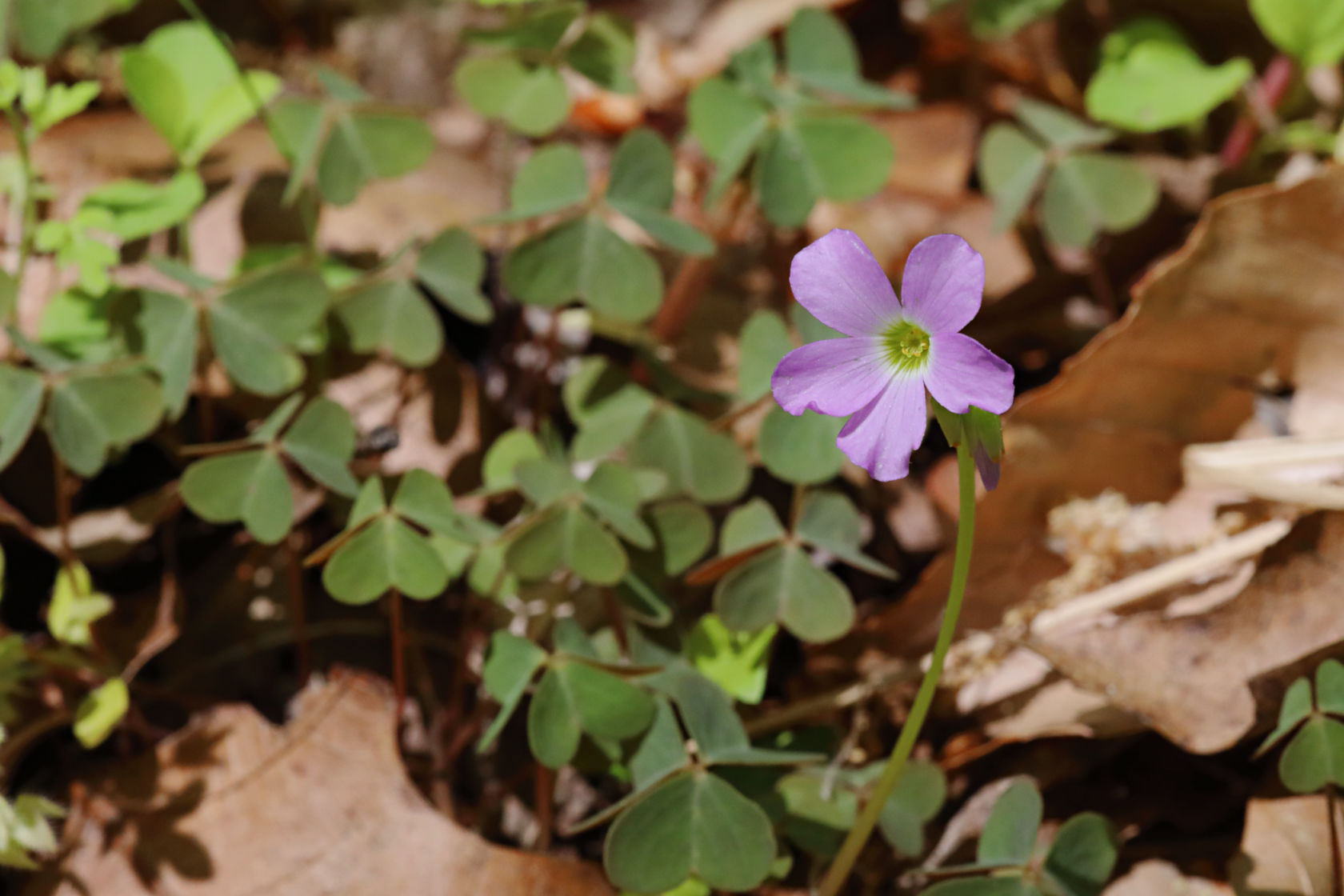 Violet Wood Sorrel