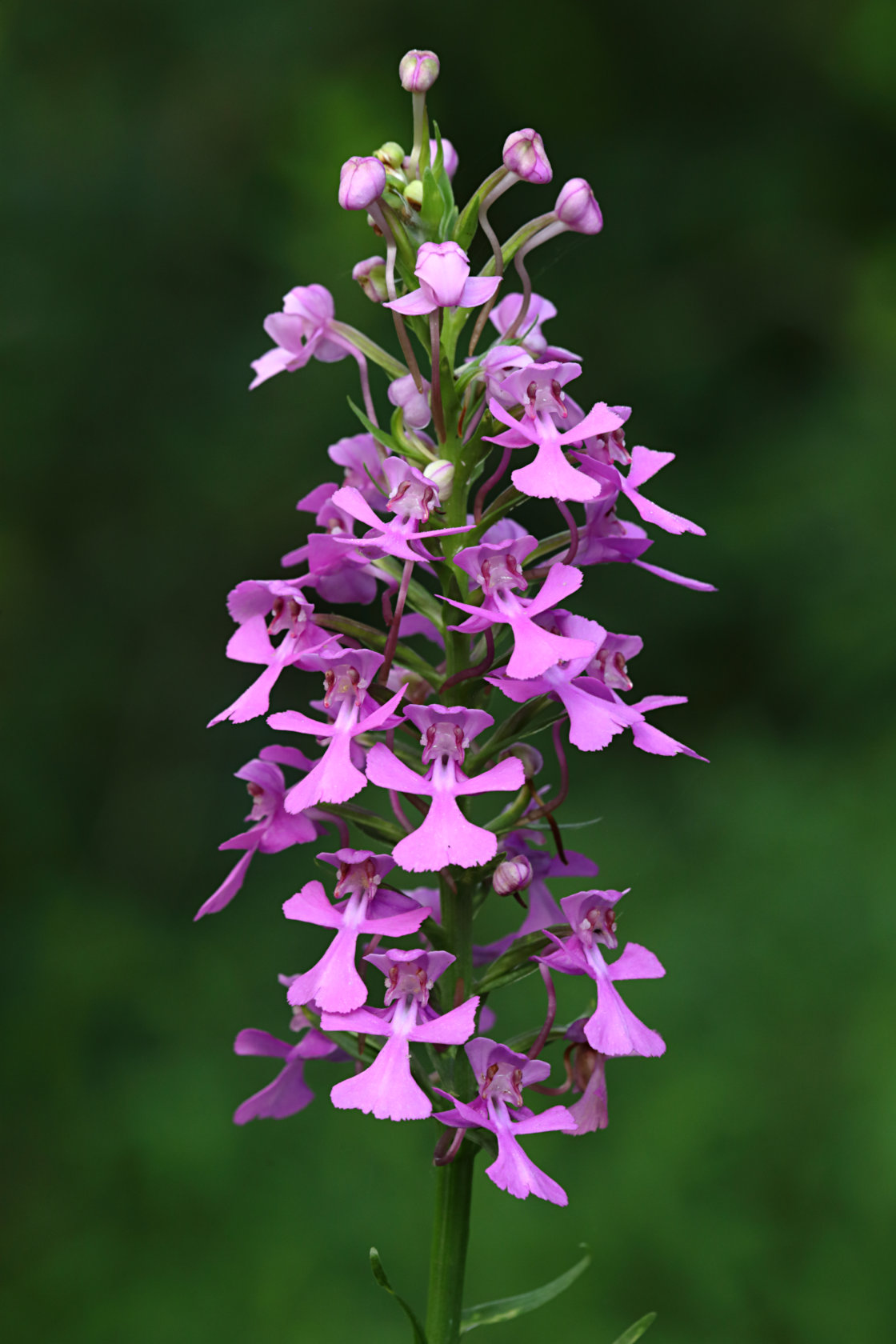 Purple Fringeless Orchid