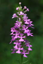 Purple Fringeless Orchid