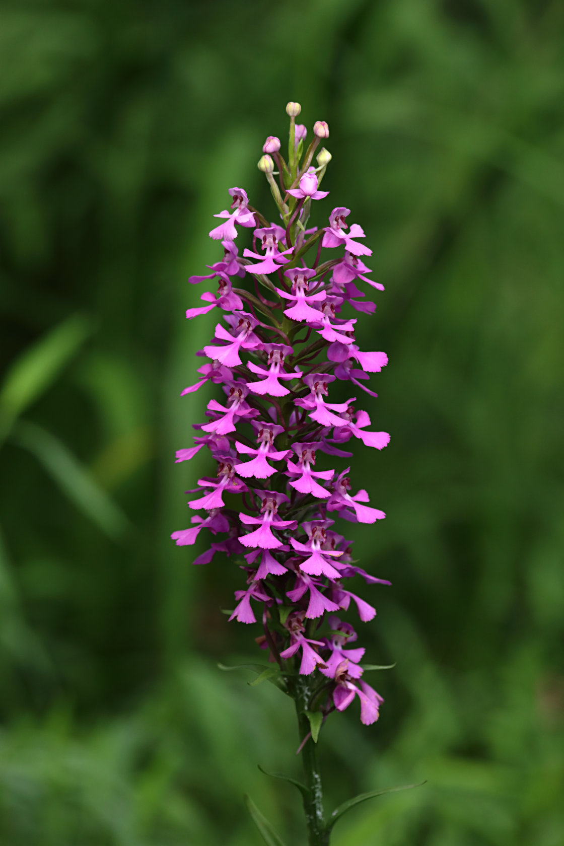 Purple Fringeless Orchid