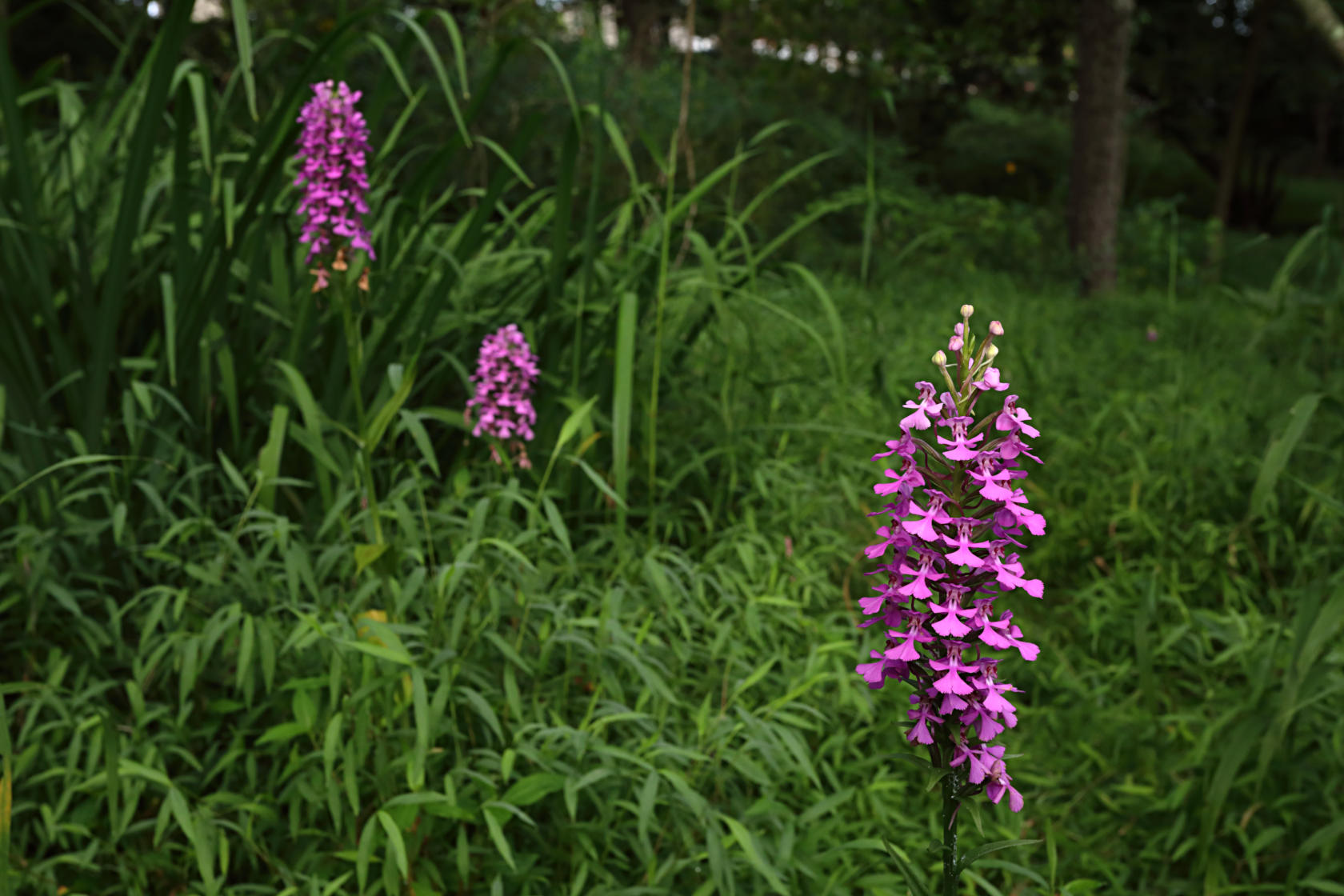 Purple Fringeless Orchid