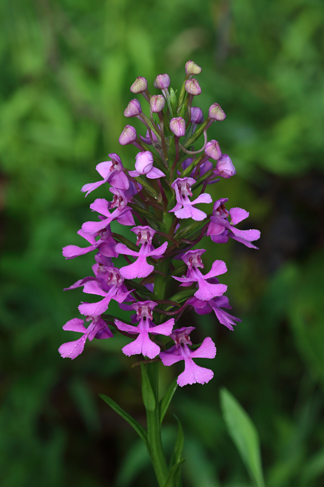 Purple Fringeless Orchid