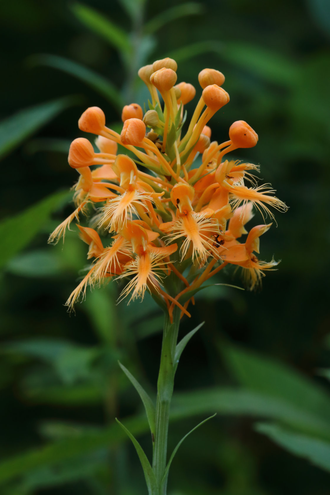 Orange Fringed Orchid