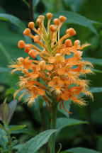 Orange Fringed Orchid