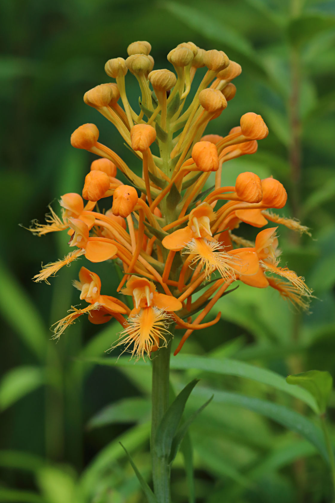 Orange Fringed Orchid